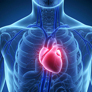 Heart supplement